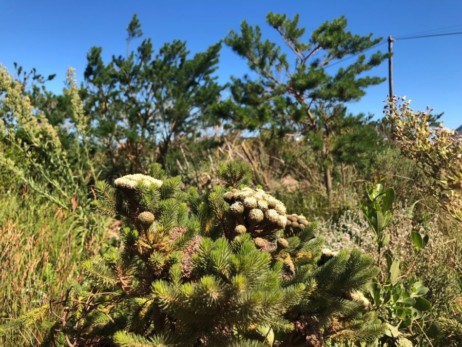 0 Bedroom Property for Sale in Bettys Bay Western Cape